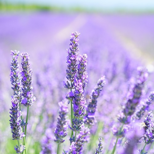 Lavender  5